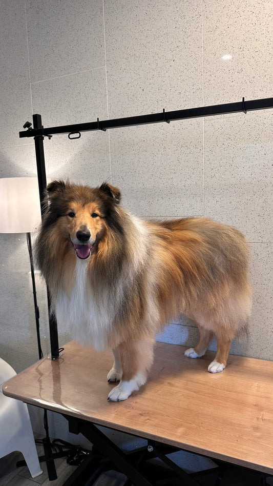 De rui bij honden: wat helpt echt en wat is een fabeltje
