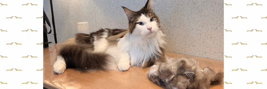Waarom verhaart mijn hond of kat zoveel? (en wat helpt echt)