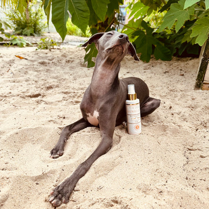 Zonnebrandcrème voor honden